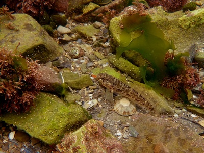 Common goby