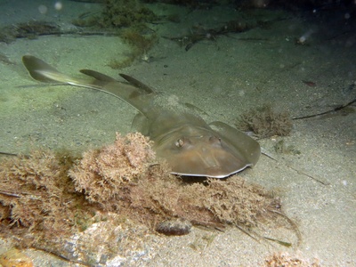 Common guitarfish