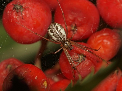 Common Hammock-weaver