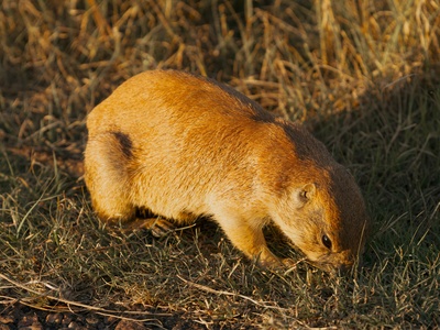 Common Hamster