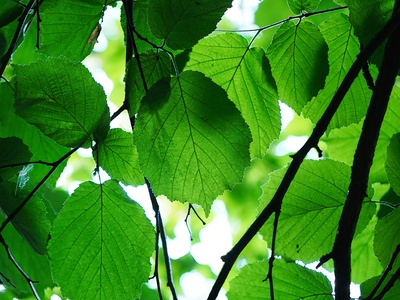 Common hazel