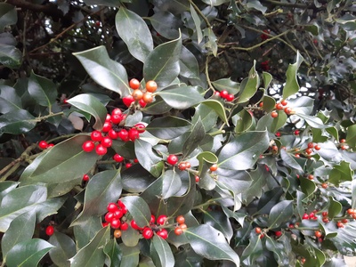 Common Holly
