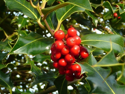 Common holly