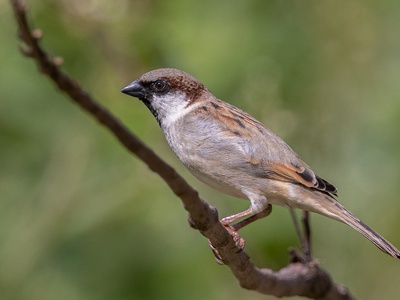 Common House Sparrow