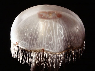 Common Jellyfish