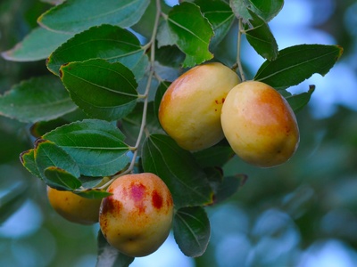Common Jujube