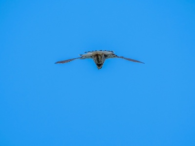 Common Kestrel