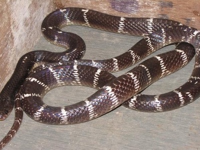 Common Krait
