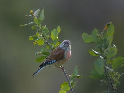 Common Linnet
