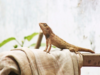 Common lizard