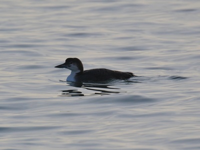 Common Loon