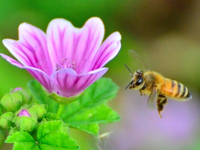 Common mallow