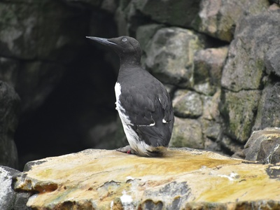 Common Murre