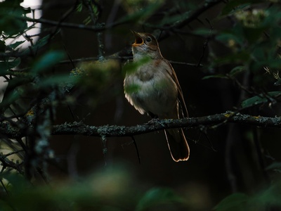Common Nightingale