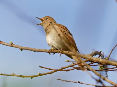 Common Nightingale