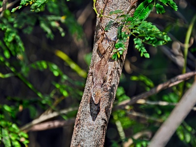 Common pipistrelle