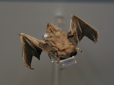 Common Pipistrelle