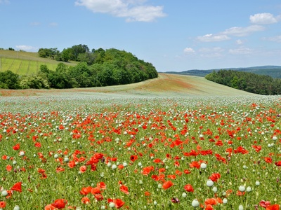 Common poppy