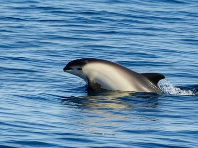 Common porpoise (historical/rare)