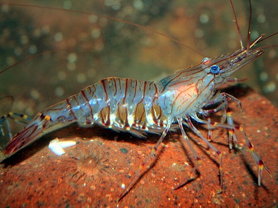 Common Prawn