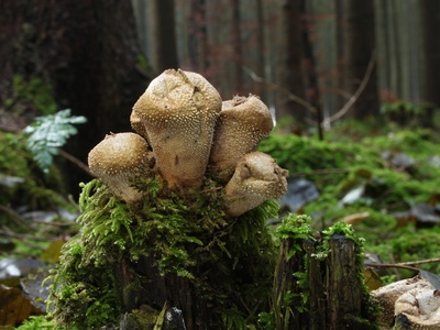 Common Puffball