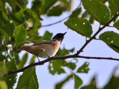 Common Redstart