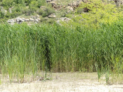 Common Reed