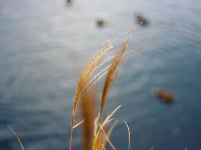 Common Reed (Phragmites)