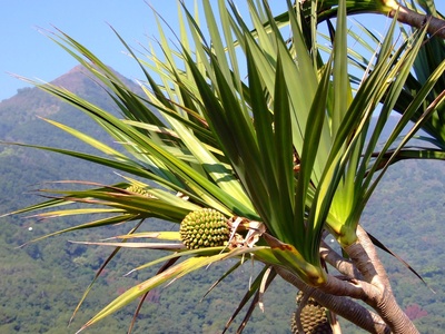 Common Screw Pine