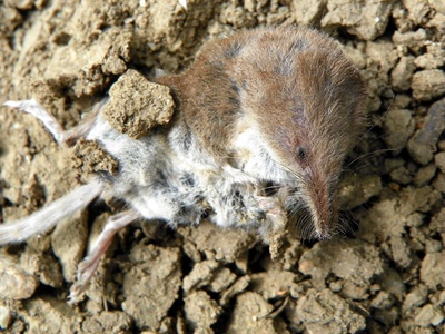 Common Shrew