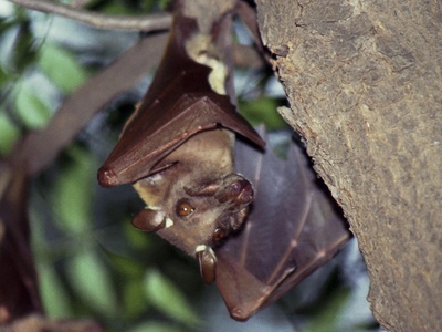 Common Slit-faced Bat