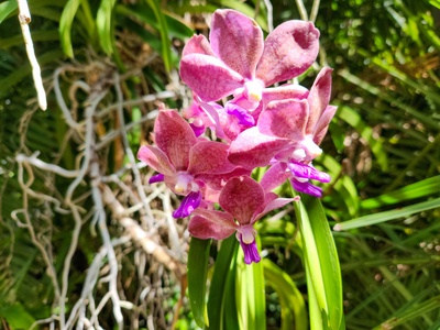 Common spotted orchid