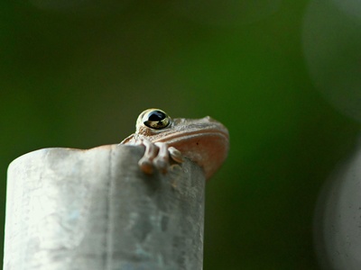 Common Squeaker Frog