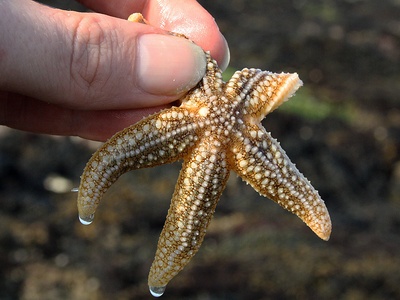 Common Starfish
