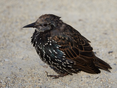 Common Starling