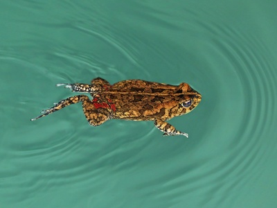 Common Toad