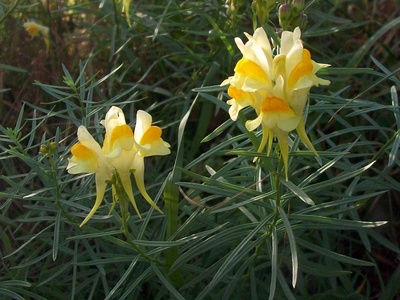 Common toadflax
