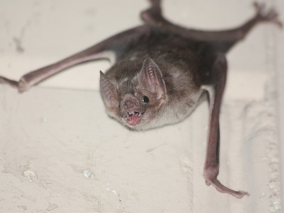Common vampire bat