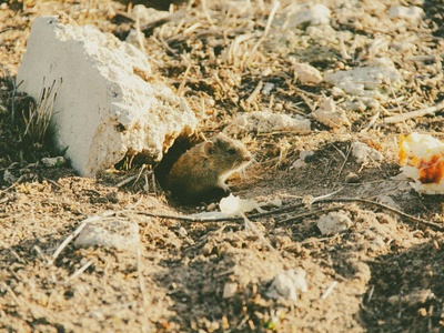Common Vole