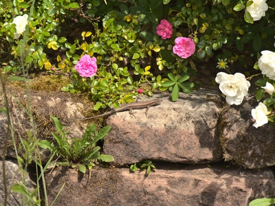 Common wall lizard