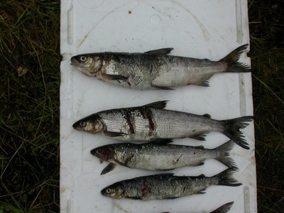 Common whitefish