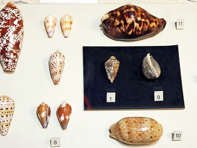 Cone snail
