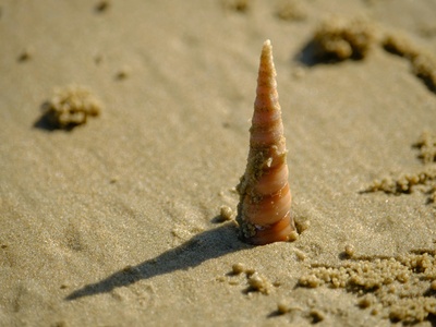 Cone snail (geography repeat avoidance)