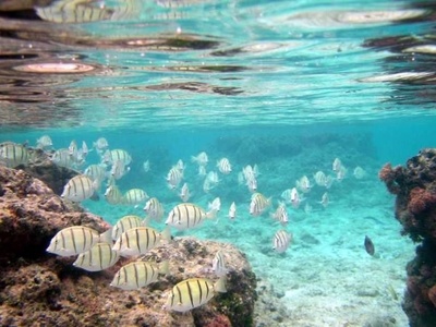 Convict tang