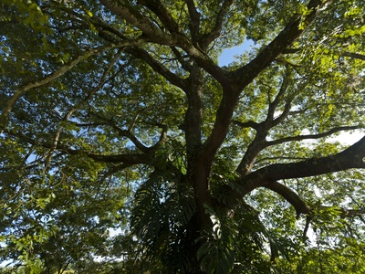 Copaíba