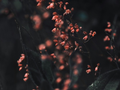 Coral Bells