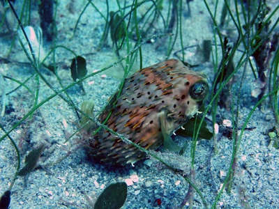 Coral reef toadfish (Batrachoididae venomous spp.)