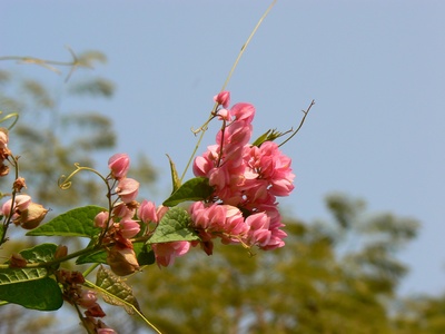 Coralita