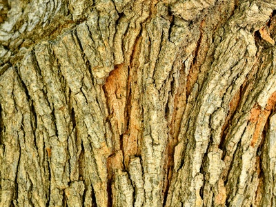 Corky-bark Thorn