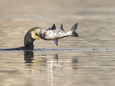 Cormorant
